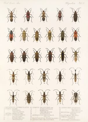 Insecta Rhynchota Hemiptera-Heteroptera Pl 17 (1879-1915)