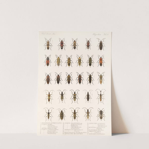 Insecta Rhynchota Hemiptera-Heteroptera Pl 17 (1879-1915) by Frederick DuCane Godman