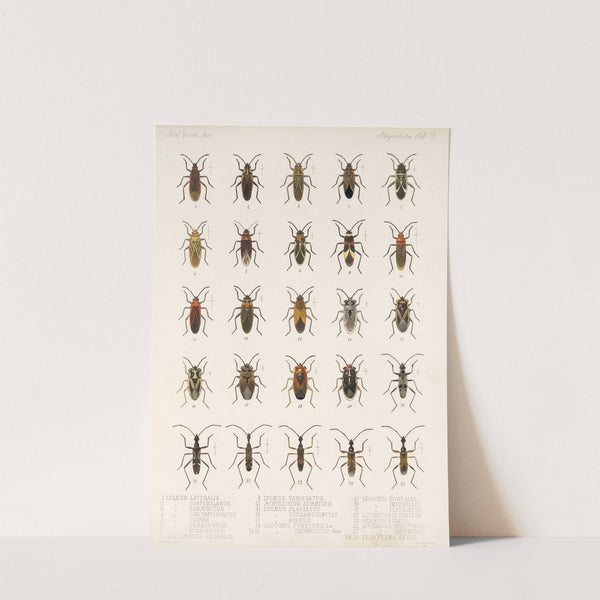 Insecta Rhynchota Hemiptera-Heteroptera Pl 18 (1879-1915) by Frederick DuCane Godman