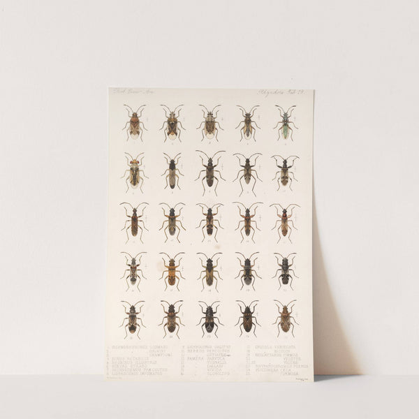 Insecta Rhynchota Hemiptera-Heteroptera Pl 19 (1879-1915) by Frederick DuCane Godman