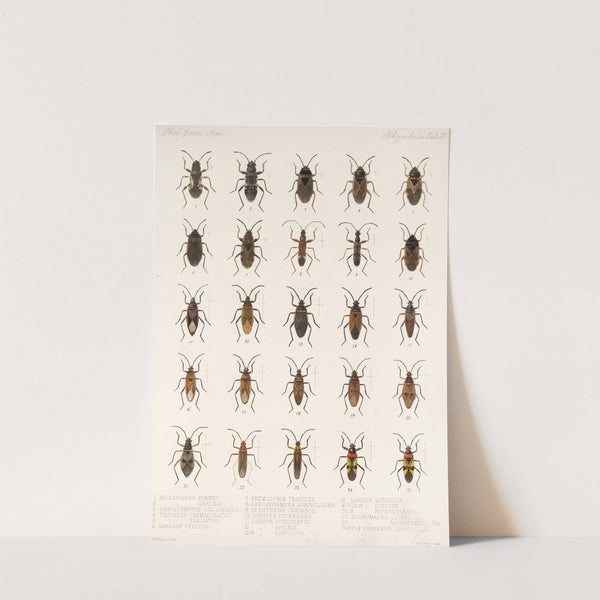 Insecta Rhynchota Hemiptera-Heteroptera Pl 20 (1879-1915) by Frederick DuCane Godman