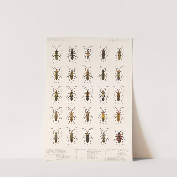 Insecta Rhynchota Hemiptera-Heteroptera Pl 21 (1879-1915) by Frederick DuCane Godman