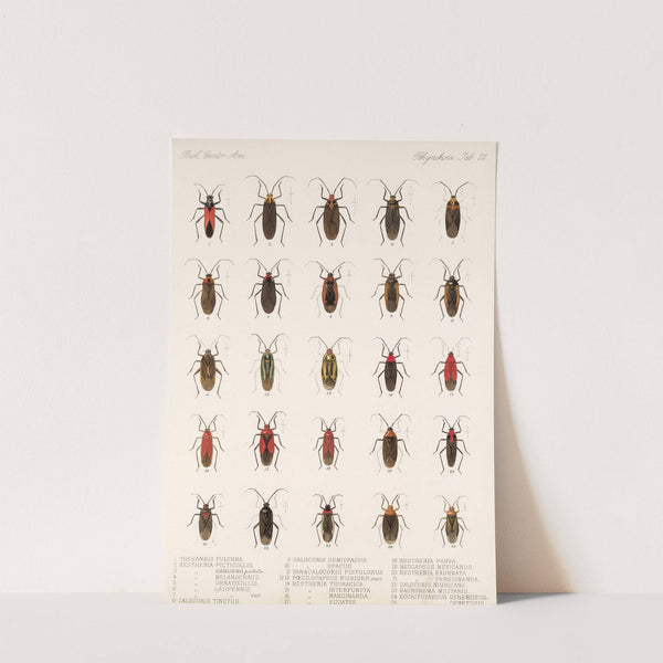 Insecta Rhynchota Hemiptera-Heteroptera Pl 22 by Frederick DuCane Godman