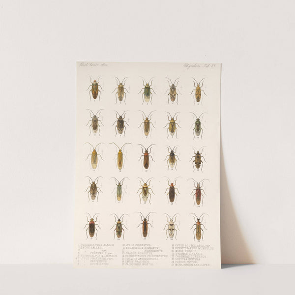 Insecta Rhynchota Hemiptera-Heteroptera Pl 23 by Frederick DuCane Godman