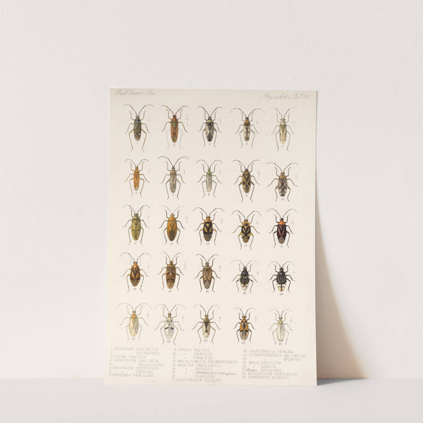 Insecta Rhynchota Hemiptera-Heteroptera Pl 26 by Frederick DuCane Godman