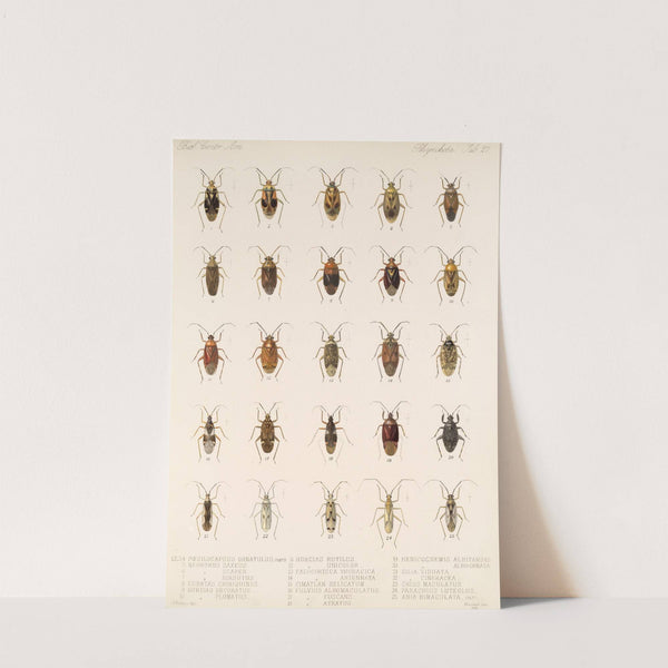 Insecta Rhynchota Hemiptera-Heteroptera Pl 27 by Frederick DuCane Godman