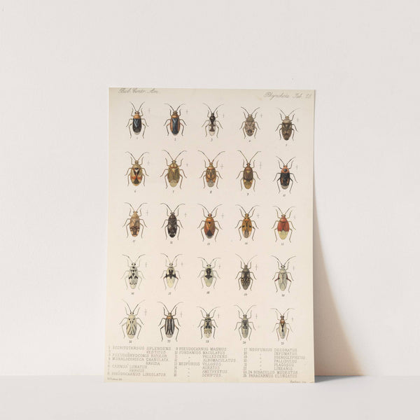 Insecta Rhynchota Hemiptera-Heteroptera Pl 28 by Frederick DuCane Godman