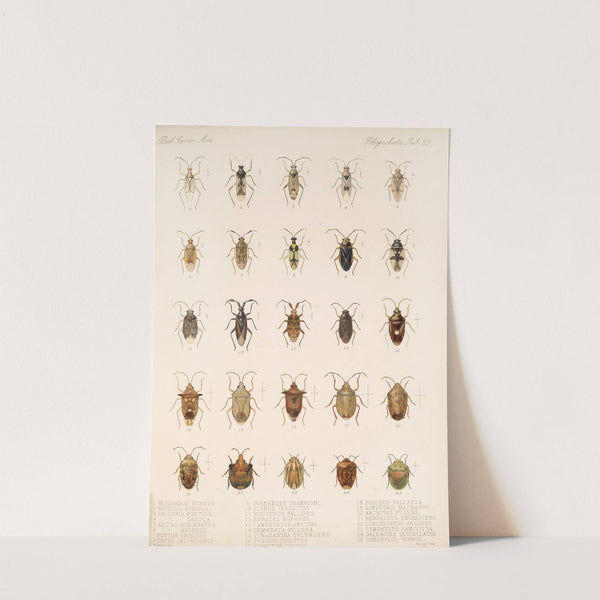 Insecta Rhynchota Hemiptera-Heteroptera Pl 29 by Frederick DuCane Godman