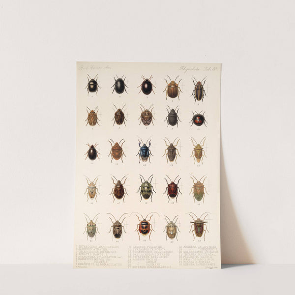 Insecta Rhynchota Hemiptera-Heteroptera Pl 30 by Frederick DuCane Godman