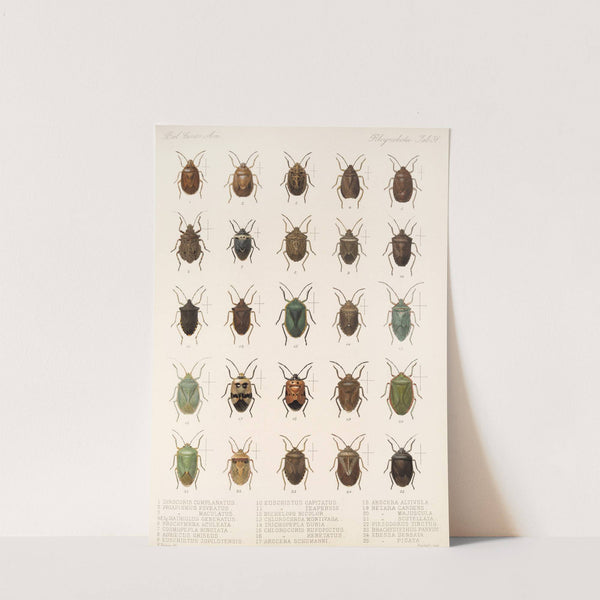 Insecta Rhynchota Hemiptera-Heteroptera Pl 31 by Frederick DuCane Godman