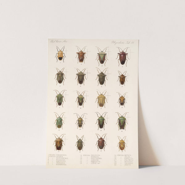 Insecta Rhynchota Hemiptera-Heteroptera Pl 32 by Frederick DuCane Godman