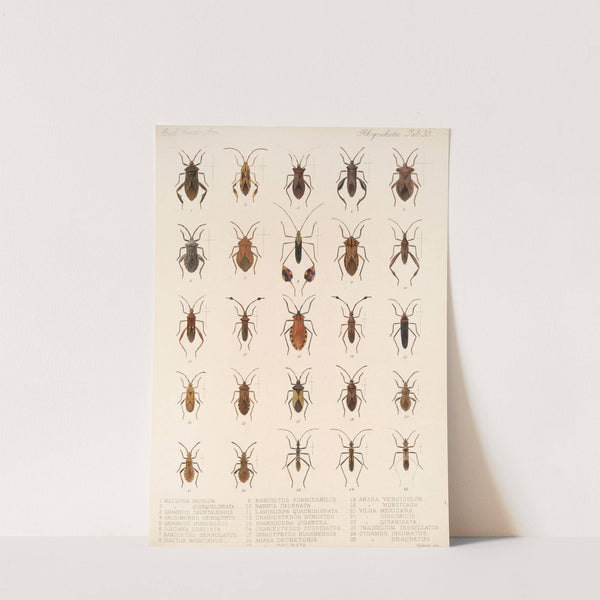 Insecta Rhynchota Hemiptera-Heteroptera Pl 33 by Frederick DuCane Godman