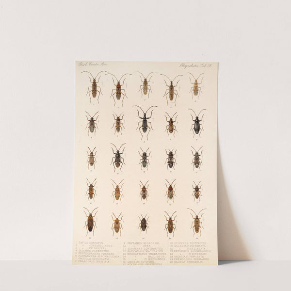 Insecta Rhynchota Hemiptera-Heteroptera Pl 35 by Frederick DuCane Godman