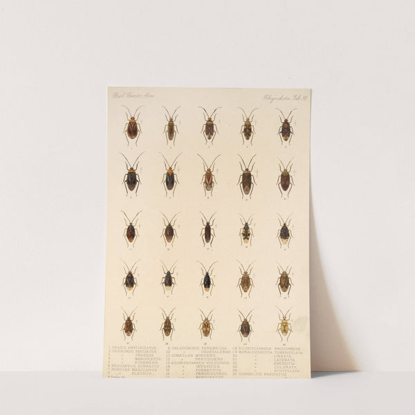 Insecta Rhynchota Hemiptera-Heteroptera Pl 38 by Frederick DuCane Godman