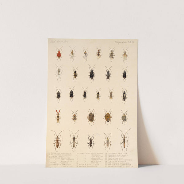 Insecta Rhynchota Hemiptera-Heteroptera Pl 39 by Frederick DuCane Godman