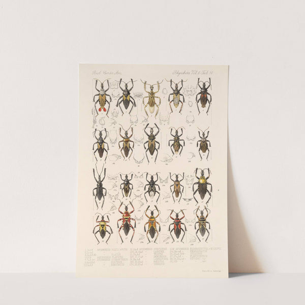 Insecta Rhynchota Hemiptera-Heteroptera Pl 40 by Frederick DuCane Godman