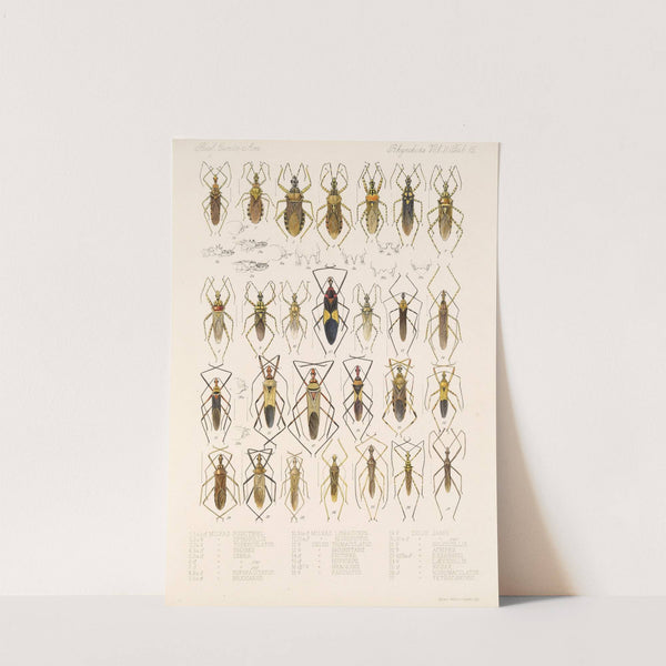 Insecta Rhynchota Hemiptera-Heteroptera Pl 41 by Frederick DuCane Godman