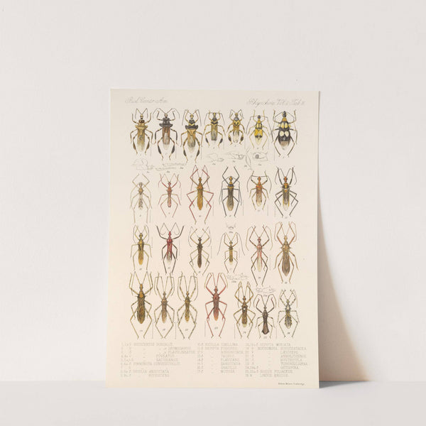 Insecta Rhynchota Hemiptera-Heteroptera Pl 42 by Frederick DuCane Godman