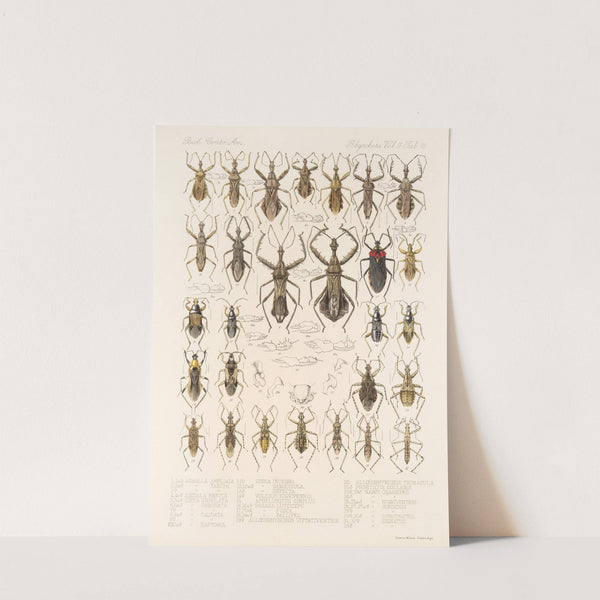 Insecta Rhynchota Hemiptera-Heteroptera Pl 44 by Frederick DuCane Godman