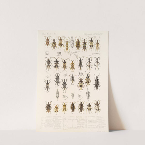 Insecta Rhynchota Hemiptera-Heteroptera Pl 45 by Frederick DuCane Godman