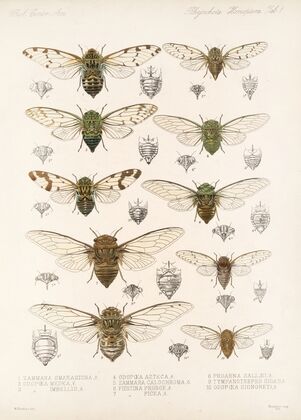 Insecta Rhynchota Hemiptera-Homoptera Pl 01 — size preview