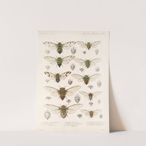 Insecta Rhynchota Hemiptera-Homoptera Pl 01 by Frederick DuCane Godman