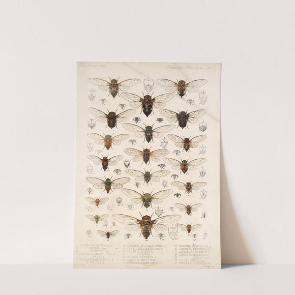 Insecta Rhynchota Hemiptera-Homoptera Pl 02 by Frederick DuCane Godman