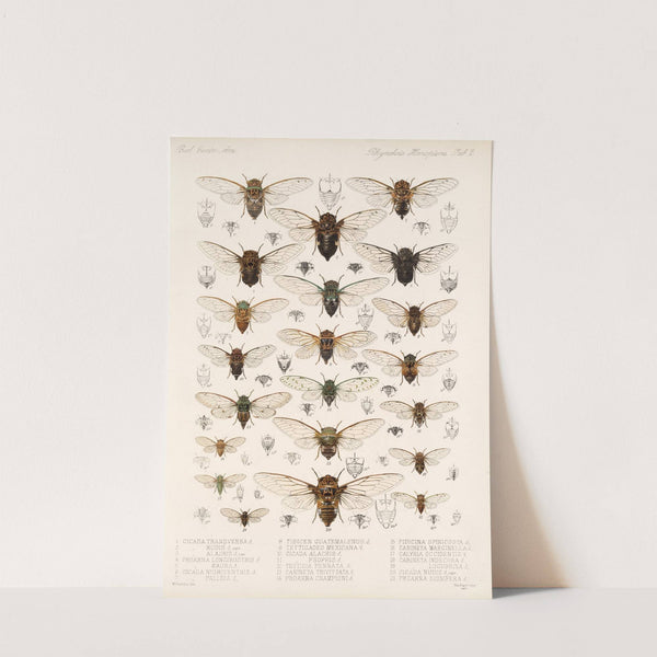 Insecta Rhynchota Hemiptera-Homoptera Pl 03 by Frederick DuCane Godman