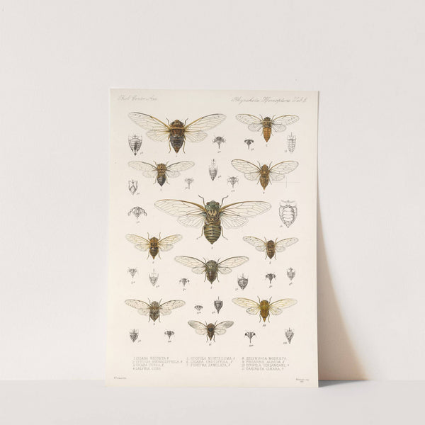 Insecta Rhynchota Hemiptera-Homoptera Pl 04 by Frederick DuCane Godman