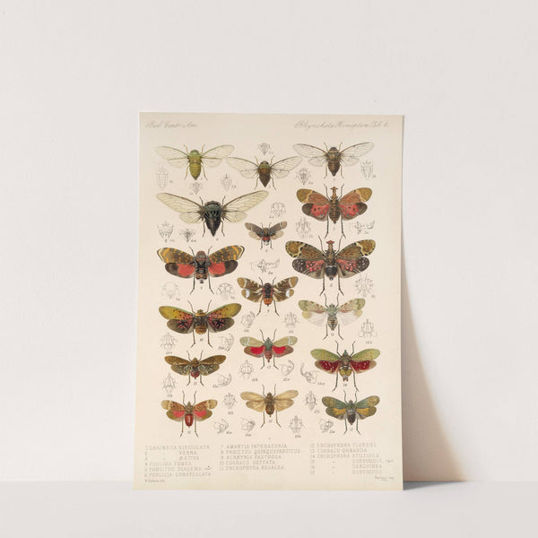 Insecta Rhynchota Hemiptera-Homoptera Pl 05 by Frederick DuCane Godman