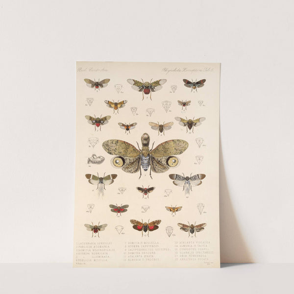 Insecta Rhynchota Hemiptera-Homoptera Pl 06 by Frederick DuCane Godman