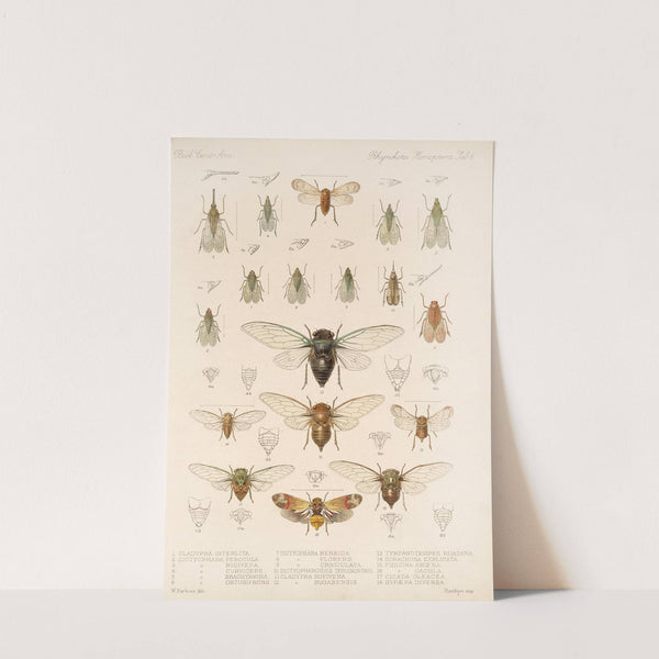 Insecta Rhynchota Hemiptera-Homoptera Pl 07 by Frederick DuCane Godman