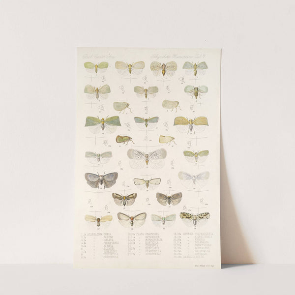 Insecta Rhynchota Hemiptera-Homoptera Pl 08 by Frederick DuCane Godman