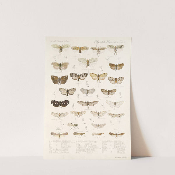 Insecta Rhynchota Hemiptera-Homoptera Pl 09 by Frederick DuCane Godman