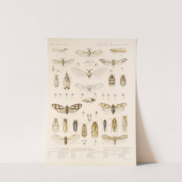 Insecta Rhynchota Hemiptera-Homoptera Pl 10 by Frederick DuCane Godman