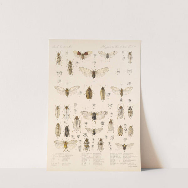 Insecta Rhynchota Hemiptera-Homoptera Pl 11 by Frederick DuCane Godman