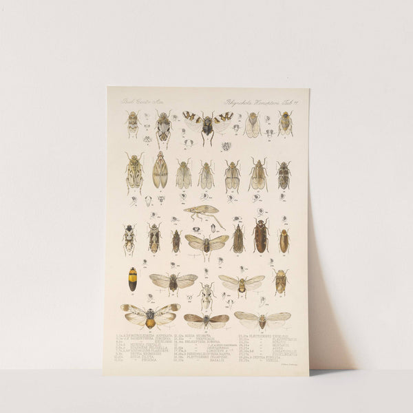 Insecta Rhynchota Hemiptera-Homoptera Pl 12 by Frederick DuCane Godman