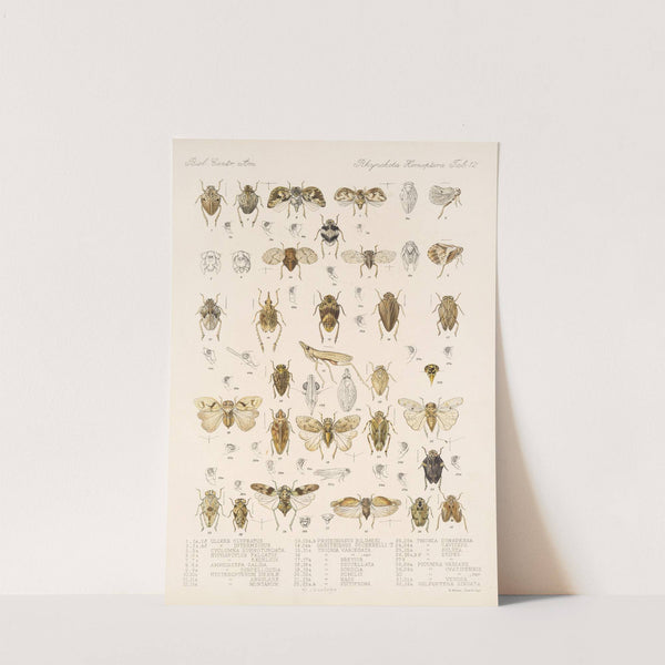 Insecta Rhynchota Hemiptera-Homoptera Pl 13 by Frederick DuCane Godman