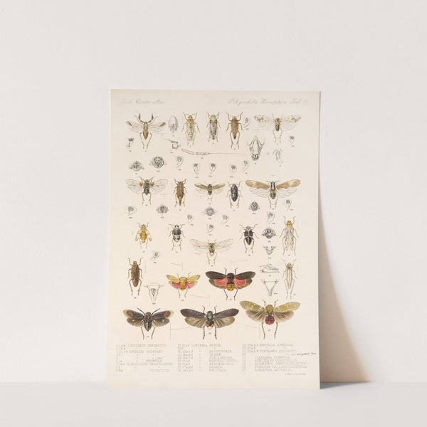 Insecta Rhynchota Hemiptera-Homoptera Pl 14 by Frederick DuCane Godman