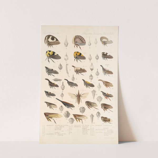 Insecta Rhynchota Hemiptera-Homoptera Pl 15 by Frederick DuCane Godman