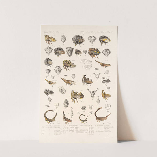 Insecta Rhynchota Hemiptera-Homoptera Pl 16 by Frederick DuCane Godman