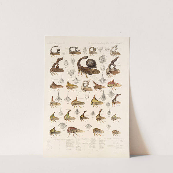 Insecta Rhynchota Hemiptera-Homoptera Pl 17 by Frederick DuCane Godman