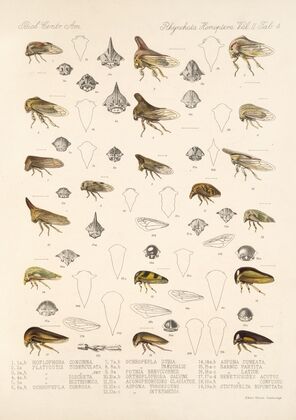 Insecta Rhynchota Hemiptera-Homoptera Pl 18