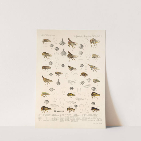 Insecta Rhynchota Hemiptera-Homoptera Pl 18 by Frederick DuCane Godman