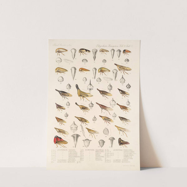 Insecta Rhynchota Hemiptera-Homoptera Pl 19 by Frederick DuCane Godman