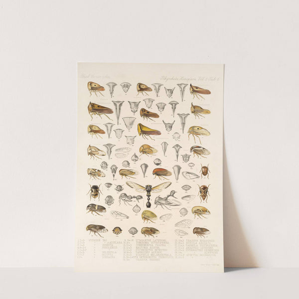 Insecta Rhynchota Hemiptera-Homoptera Pl 20 by Frederick DuCane Godman