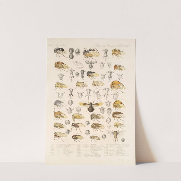 Insecta Rhynchota Hemiptera-Homoptera Pl 21 by Frederick DuCane Godman