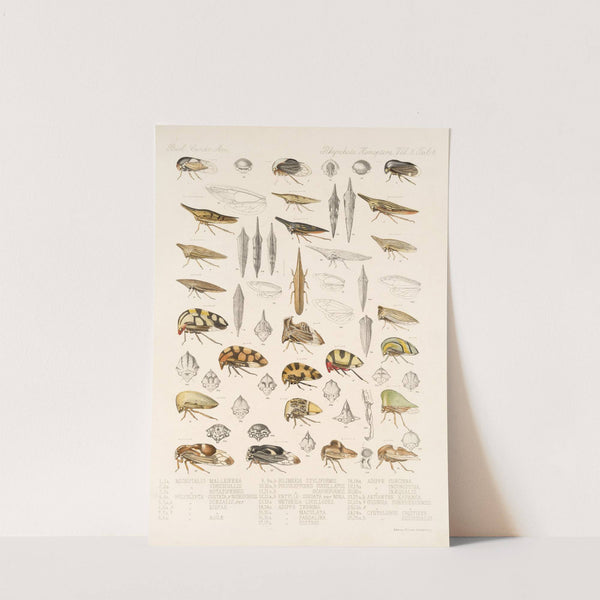 Insecta Rhynchota Hemiptera-Homoptera Pl 22 by Frederick DuCane Godman