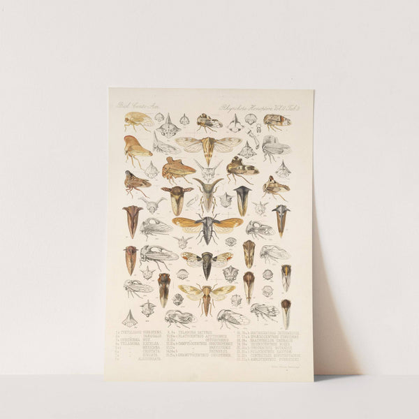 Insecta Rhynchota Hemiptera-Homoptera Pl 23 by Frederick DuCane Godman