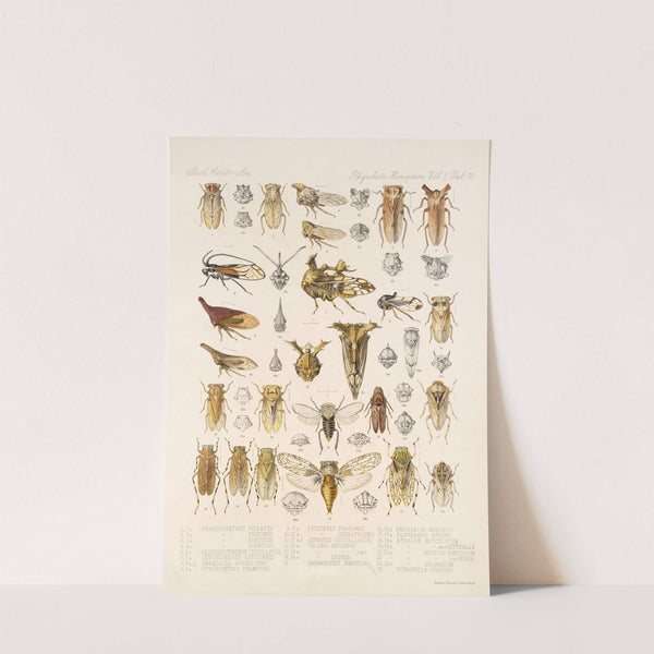 Insecta Rhynchota Hemiptera-Homoptera Pl 24 by Frederick DuCane Godman